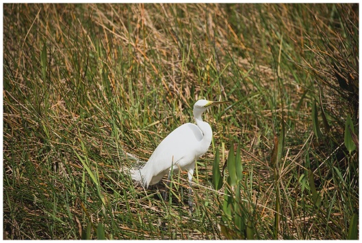 Great Egret, bird, Everglades National Park, Florida Everglades, Florida Nature Photographer, Nature Photography, Ana Garcia Photography, Nature